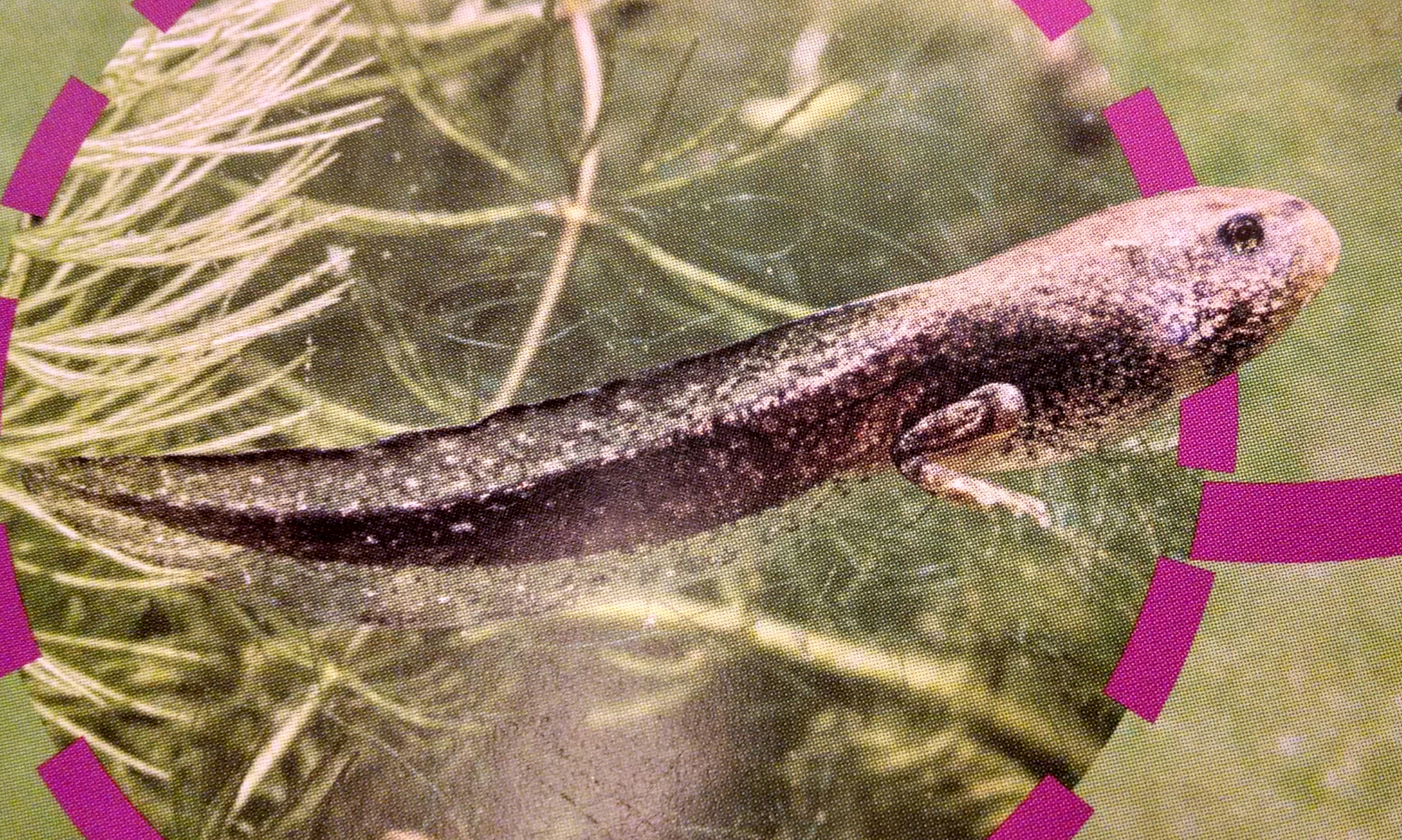 photo from Tadpole to Frog book